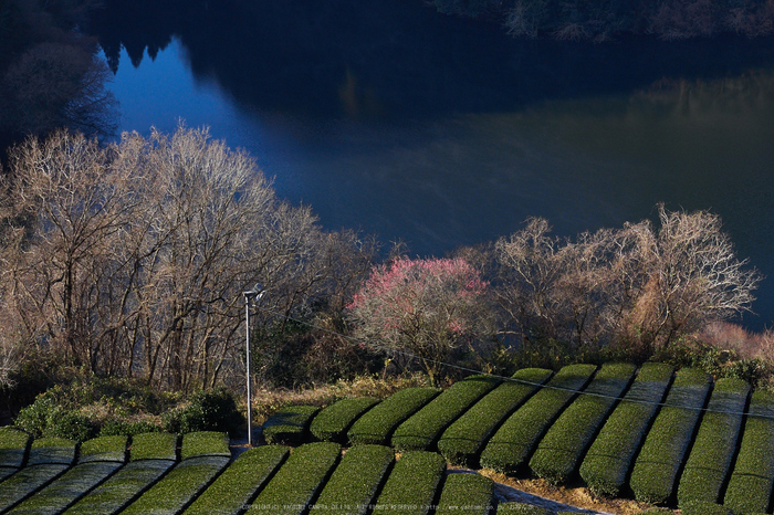 奈良 山添 茶畑朝景 2016 ／ OLYMPUS M.ZUIKO DIGITAL ED 300mm F4.0